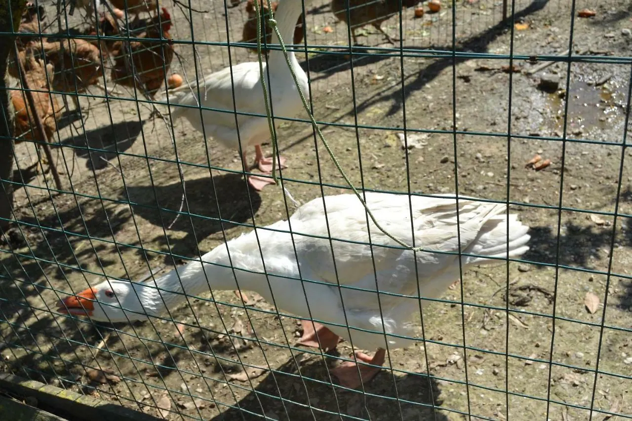 Il Pruno Bed and Breakfast San Giuliano Terme